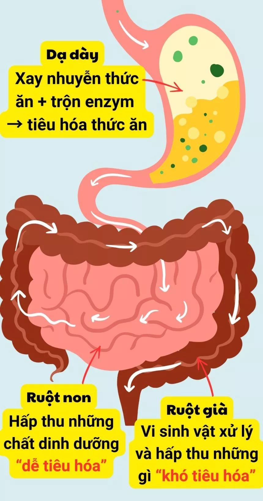 Dạ dày