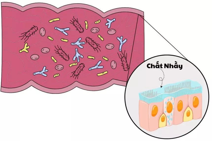 Chất Nhầy